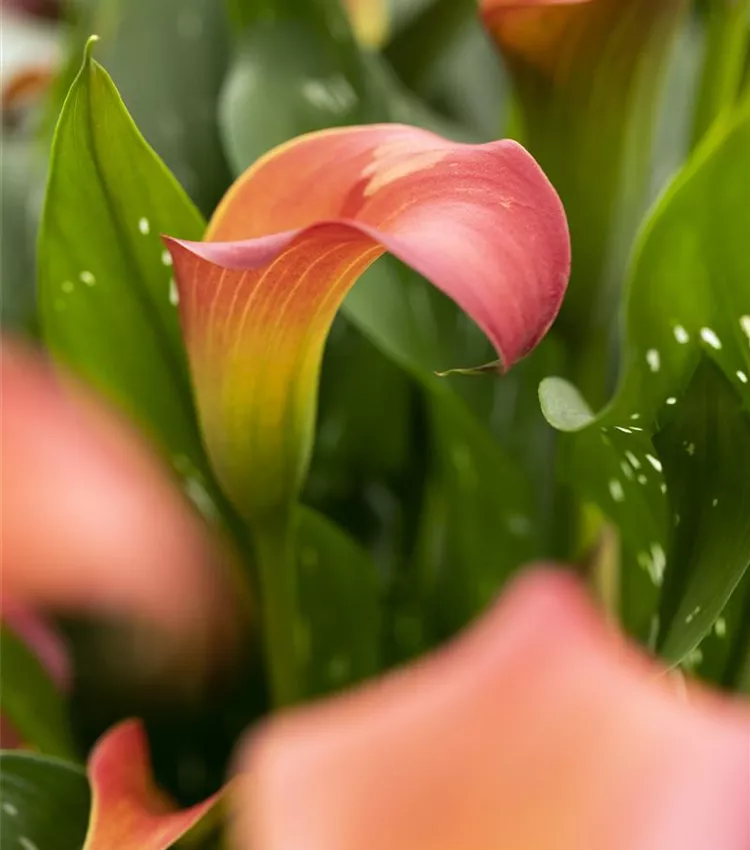 Arum d’Ethiopie