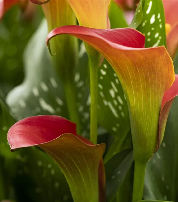 Arum d’Ethiopie