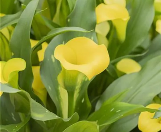 Zantedeschia 'Monte Carlo' Zantedeschia 'Monte Carlo'
