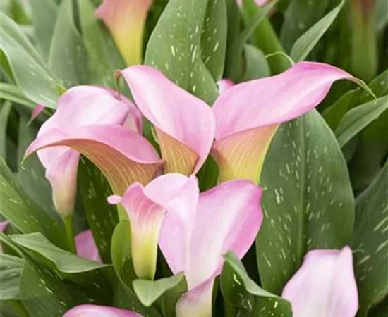 Zantedeschia 'Peter´s Pride'