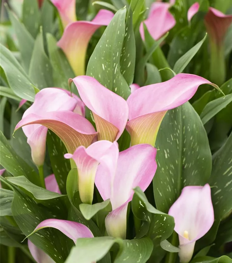 Zimmerkalla 'Peter´s Pride'