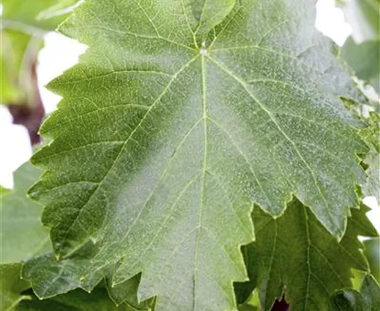 Vitis riparia