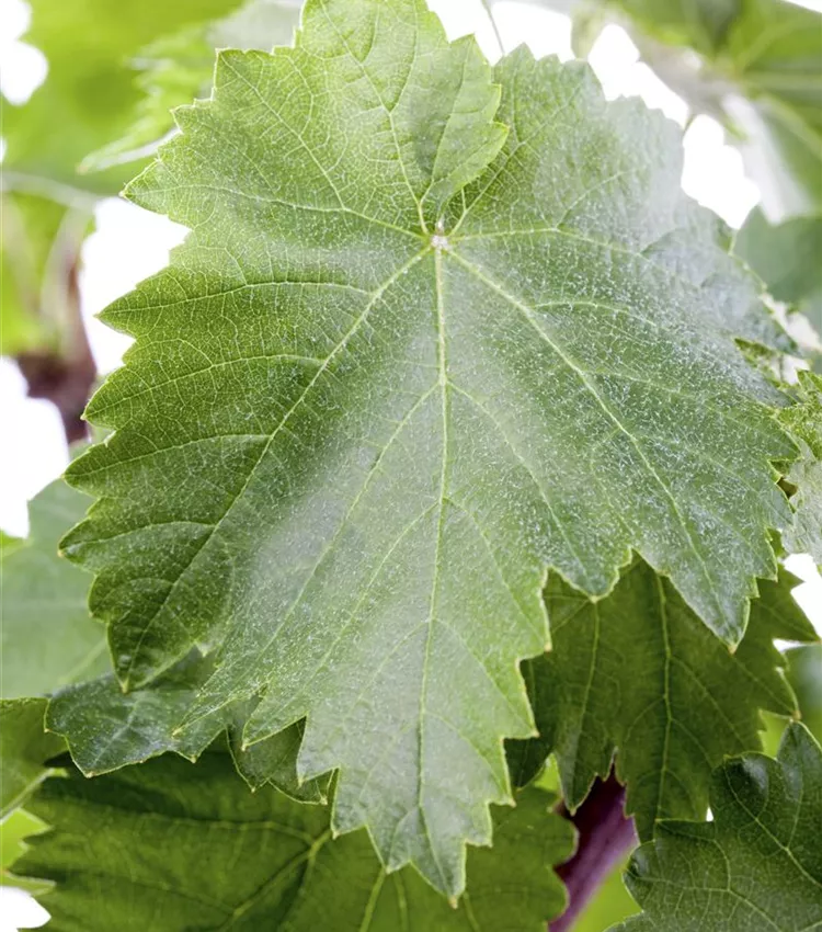 Vigne des rivages