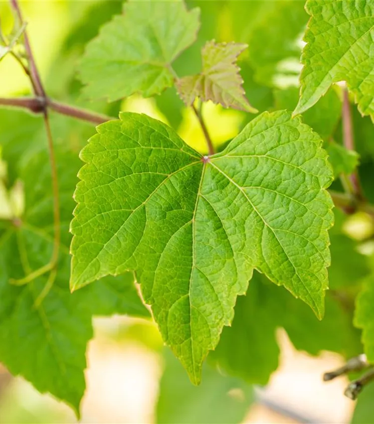 Vigne des rivages