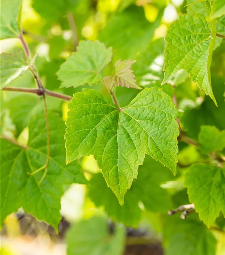 Vigne des rivages
