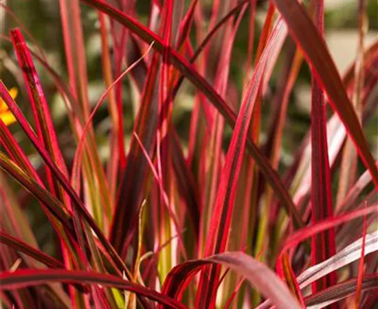 Uncinia rubra Uncinia rubra