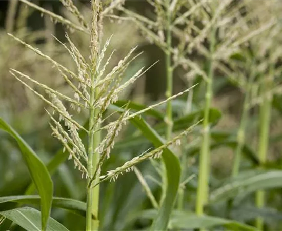 Zea mays var. saccharata 'Tasty Sweet F1'