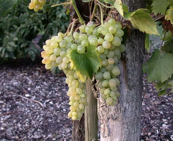 Vitis vinifera 'Glenora' Vitis vinifera 'Glenora'