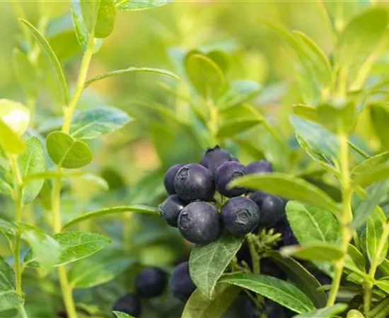 Vaccinium angustifolium 'BrazelBerry® Berry Bux®'