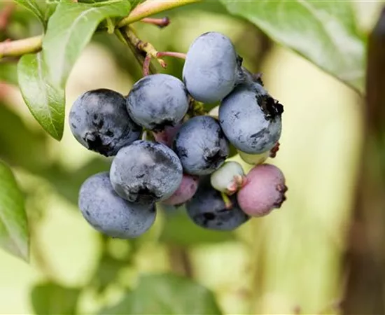 Vaccinium corymbosum 'Alvar'®