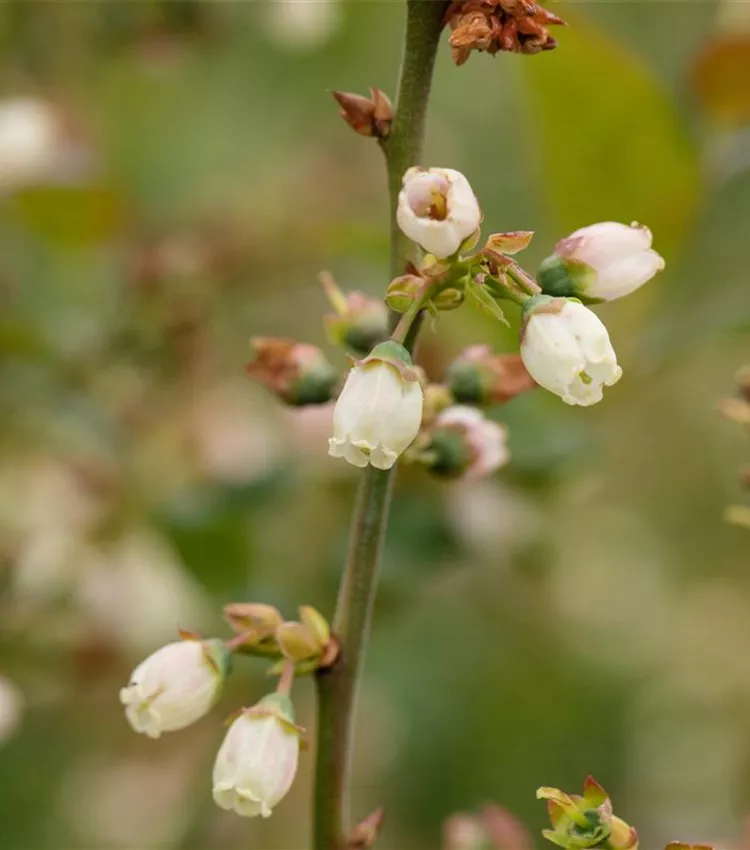 Heidelbeere 'Alvar'®