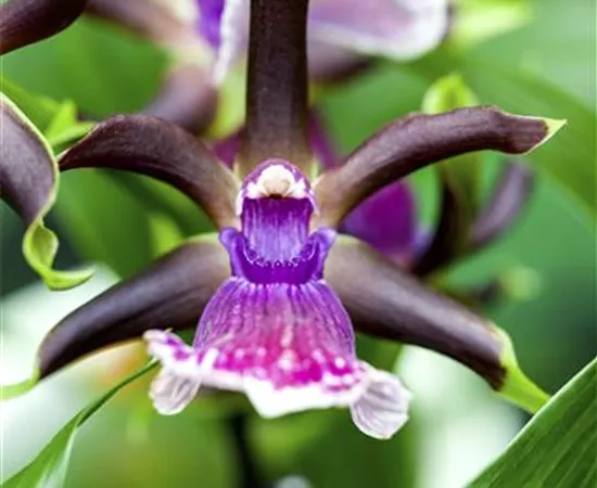 Zygopetalum maculatum