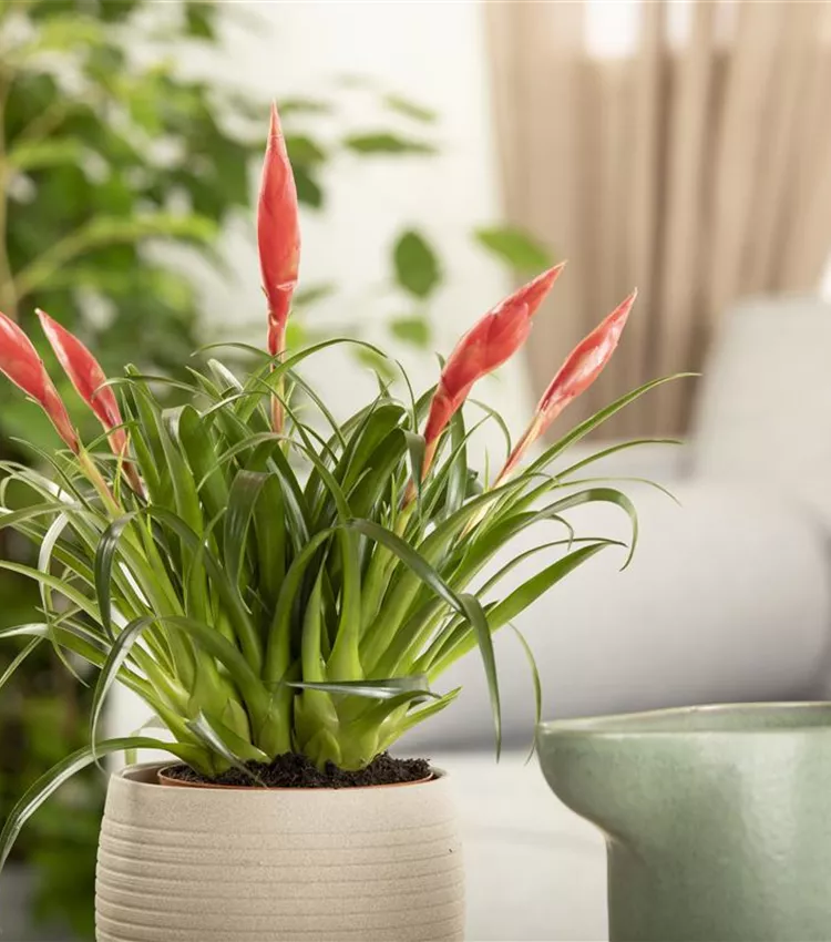Vriesea 'Astrid' | RICOTER Erdaufbereitung AG