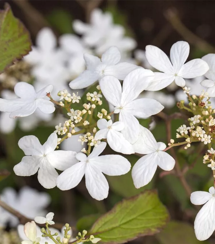 Viorne de Chine 'Watanabe'