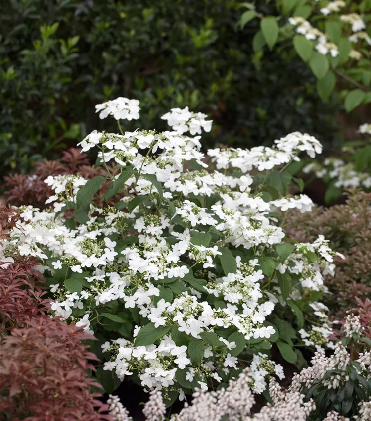 Viorne de Chine 'Watanabe'