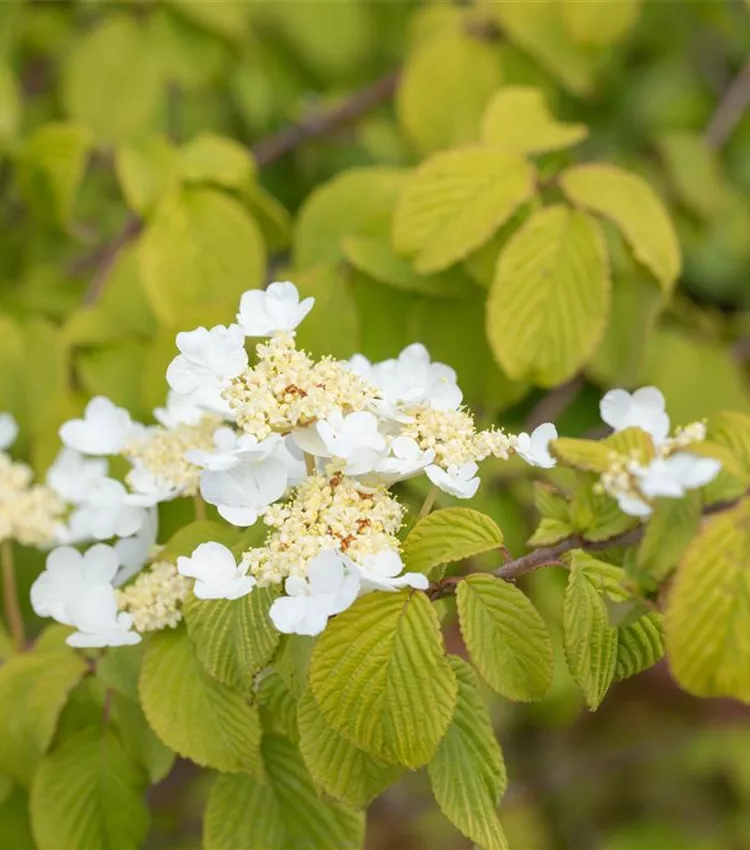 Viorne de Chine 'Watanabe'