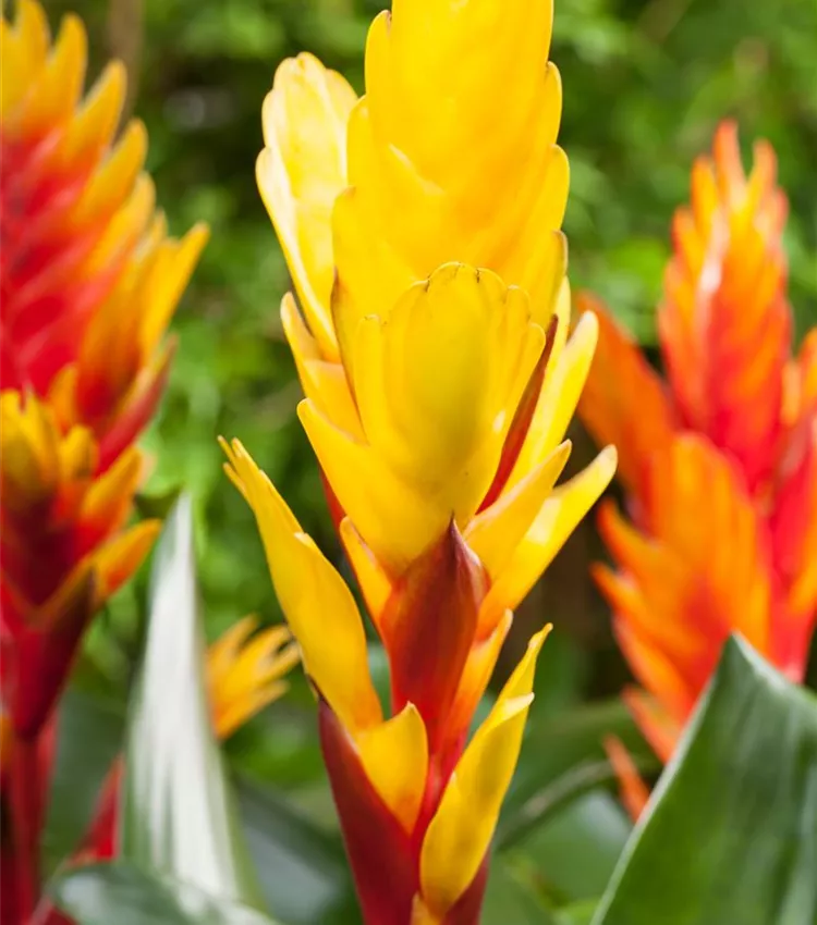 Vriesea 'Evita'