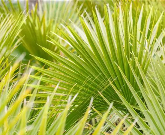 Washingtonia filifera