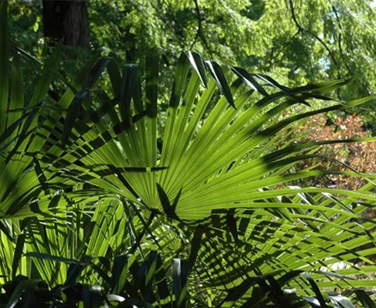 Washingtonia robusta