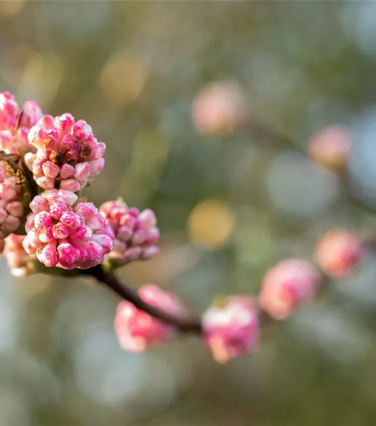 Viorne 'Charles Lamont'
