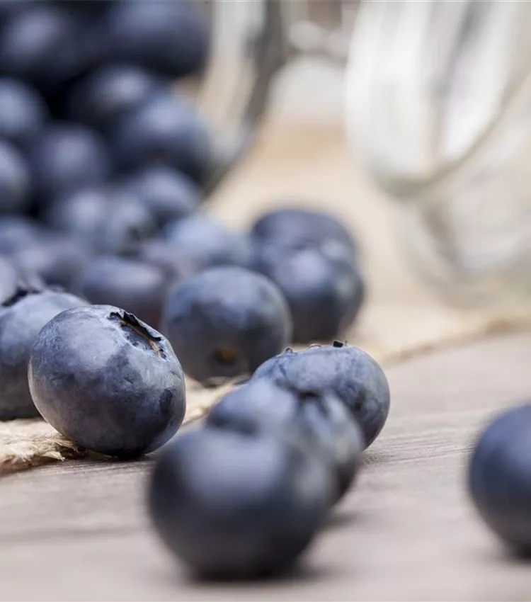 Blaubeere