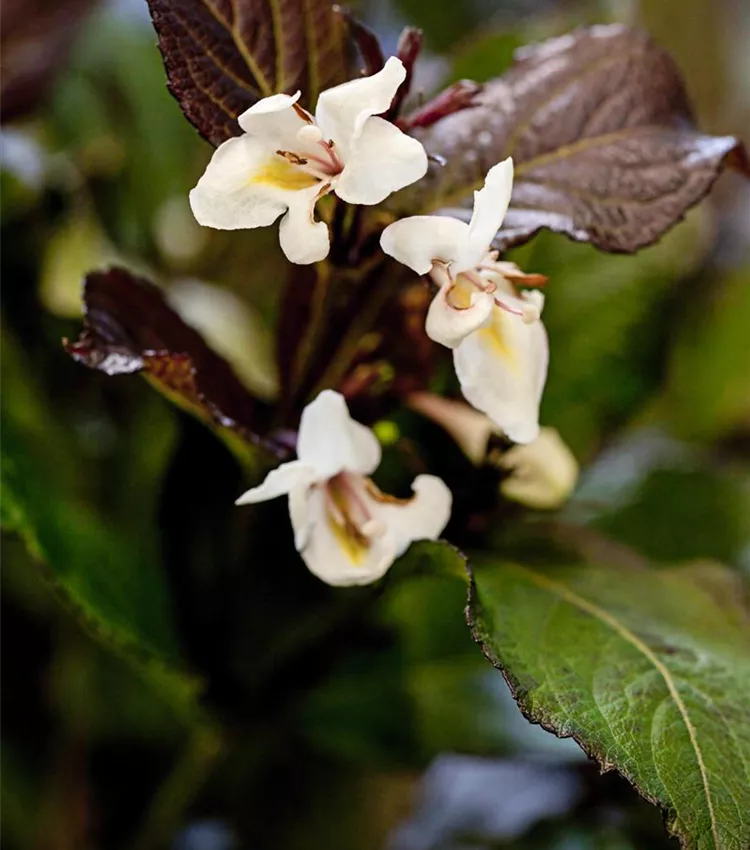Weigelie 'Ebony & Ivory'®