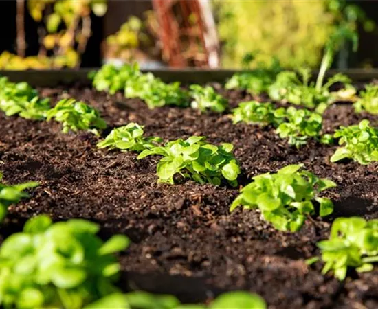 Valerianella locusta