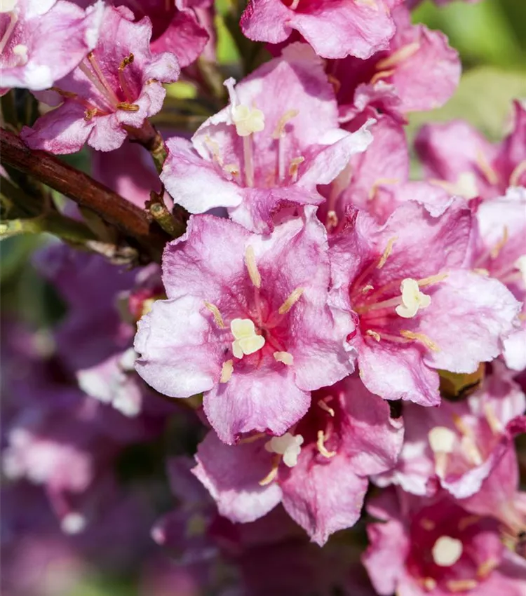 Buntblättrige Weigelie 'Nana Variegata'