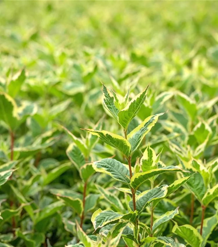Buntblättrige Weigelie 'Nana Variegata'