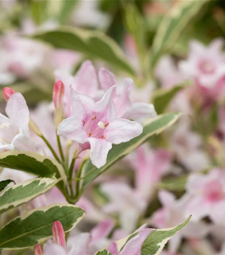 Buntblättrige Weigelie 'Nana Variegata'
