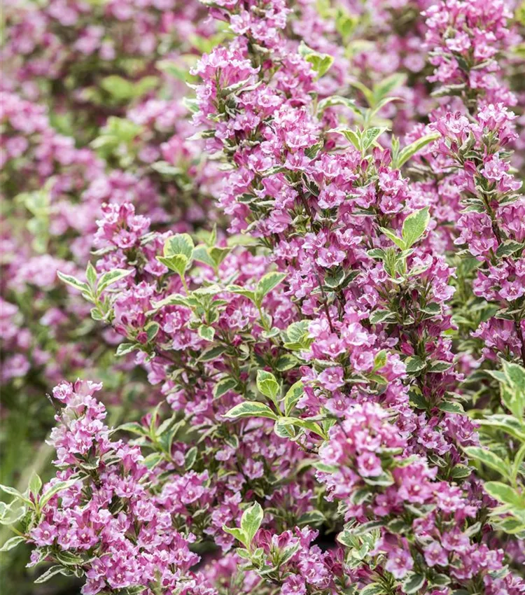 Weigelie 'Kosteriana Variegata'
