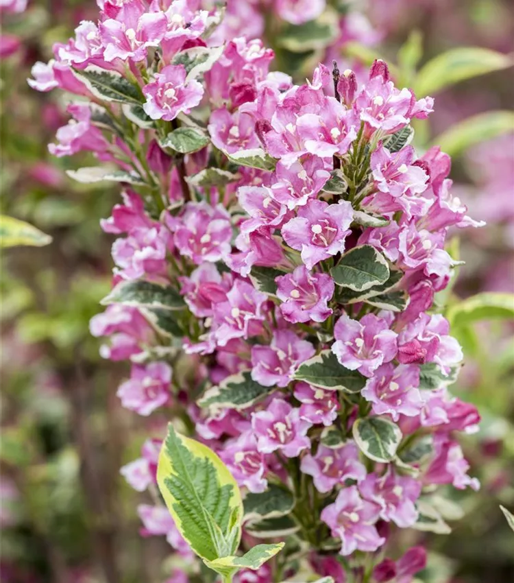 Weigelie 'Kosteriana Variegata'