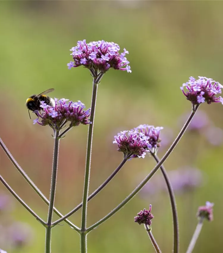 Verveine de Buenos-Aires