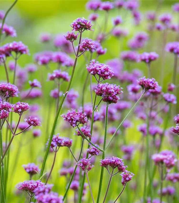 Verveine de Buenos-Aires