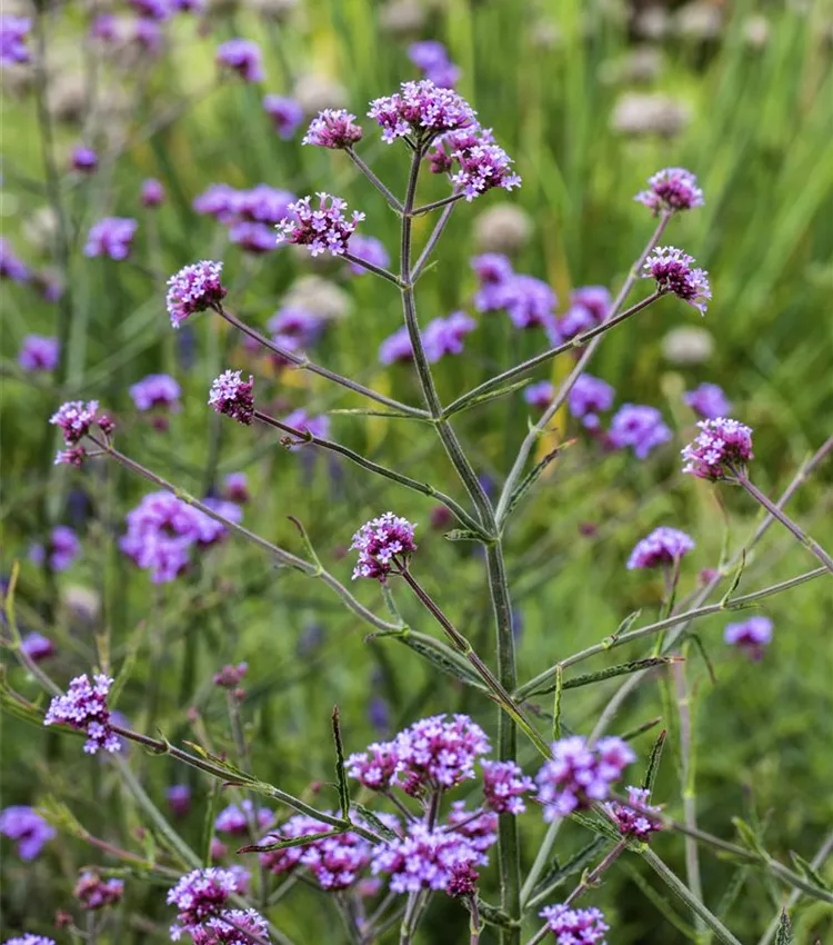 Eisenkraut 'Lollipop'
