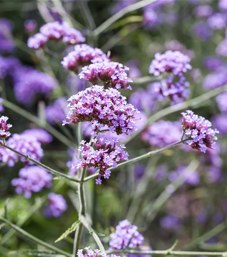 Eisenkraut 'Lollipop'