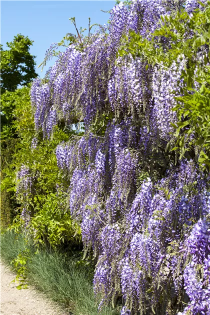 bonsai sprühflasche Bonsai Myst