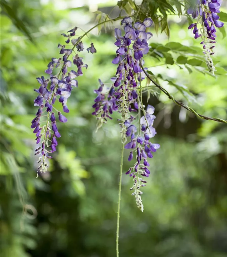 Wisteria floribunda, Japanischer Blauregen | RICOTER Erdaufbereitung AG