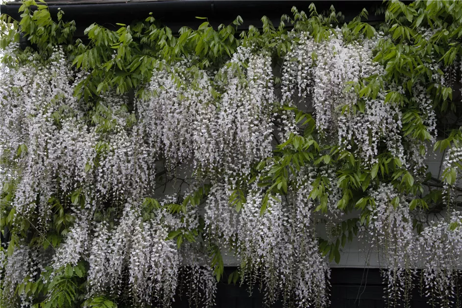 Wisteria floribunda, Japanischer Blauregen | RICOTER Erdaufbereitung AG
