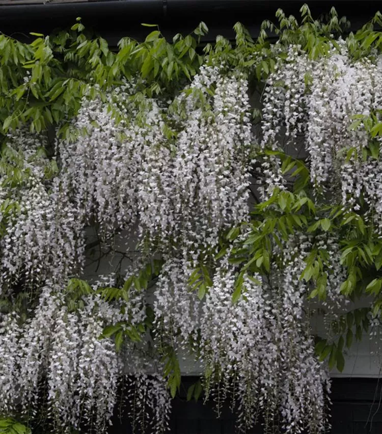 Wisteria floribunda, Japanischer Blauregen | RICOTER Erdaufbereitung AG