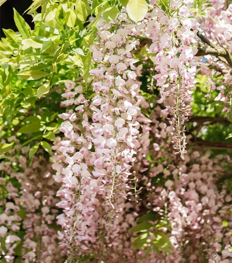 Glycine du Japon 'Rosea'