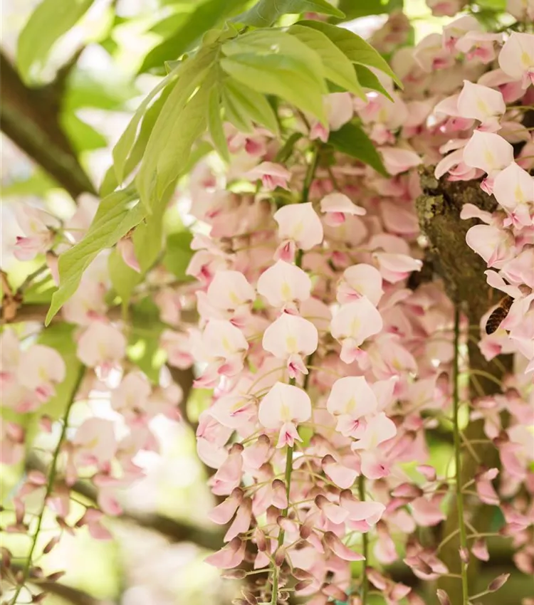 Glycine du Japon 'Rosea'
