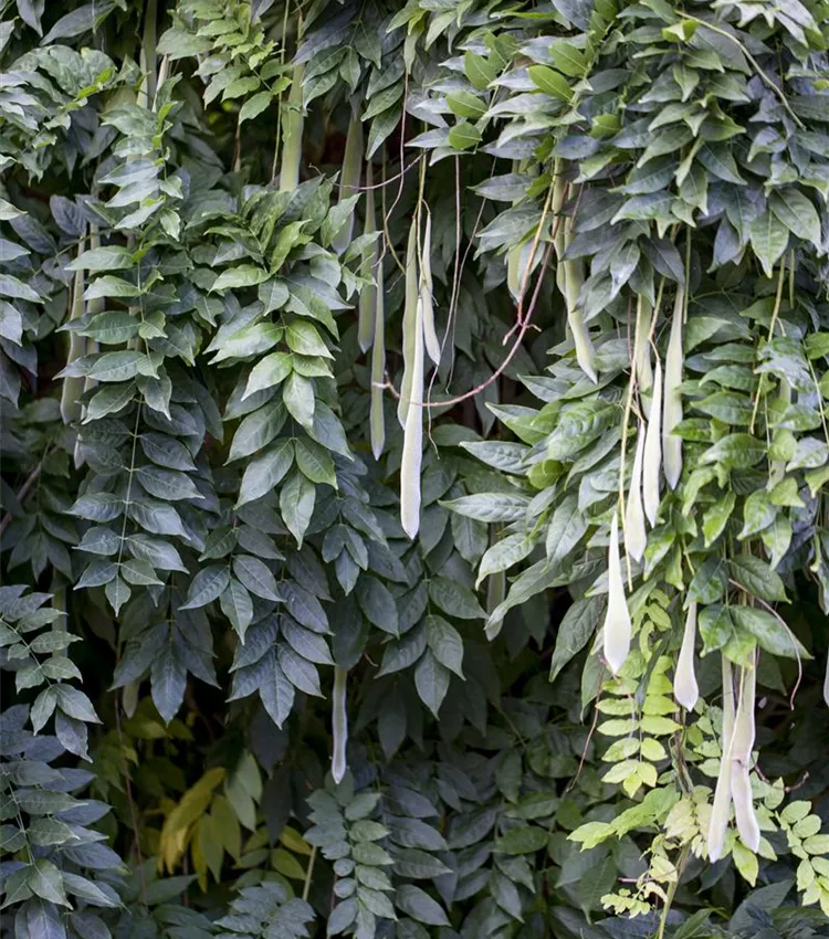 zimmerpflanzen kleine runde blätter Pilea Ufopflanze kaufen – Green Me Up