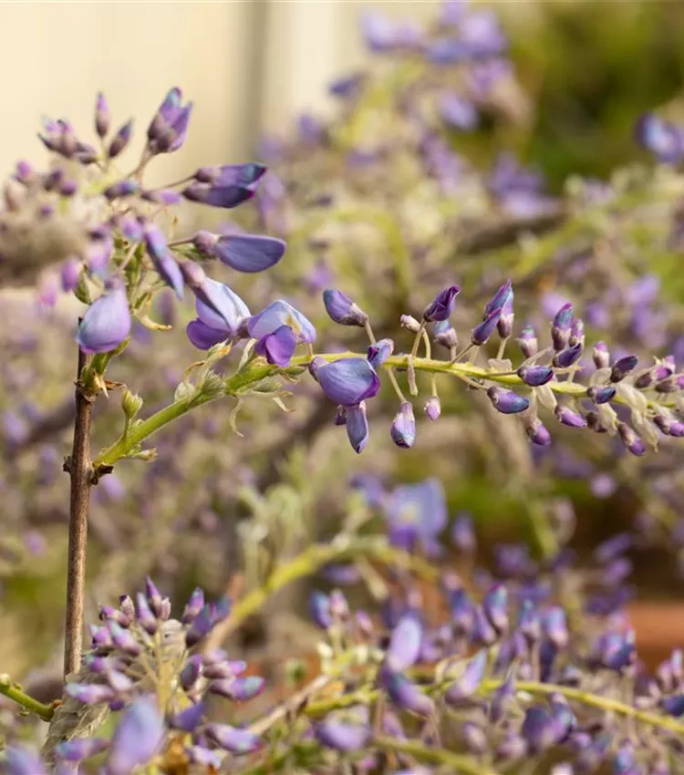 Wisteria sinensis, Chinesischer Blauregen | RICOTER Erdaufbereitung AG