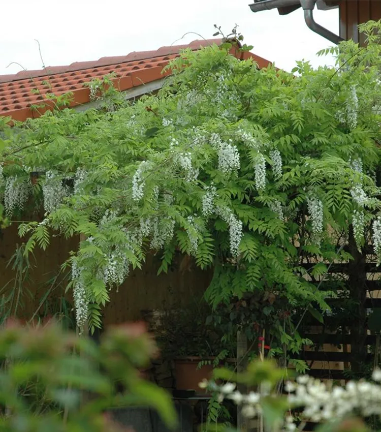 Wisteria sinensis 'Alba', Weisser Blauregen 'Alba' | RICOTER  Erdaufbereitung AG
