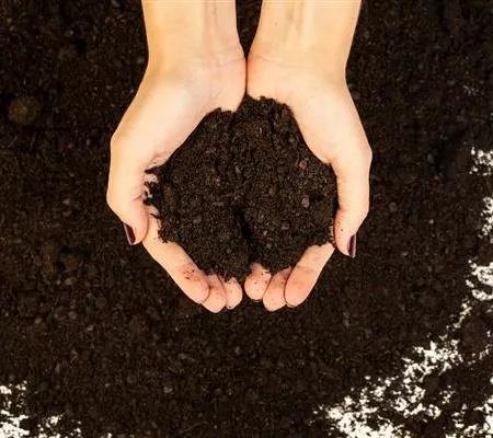 Die richtige Zimmerpflanzenerde für den Urban Jungle finden