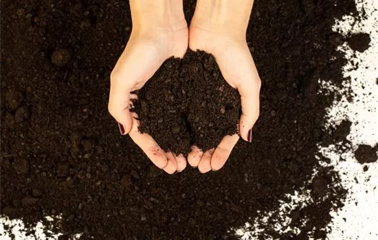 Trouver le bon terreau pour plantes d'intérieur pour la jungle urbaine Trouver le bon terreau pour plantes d'intérieur pour la jungle urbaine