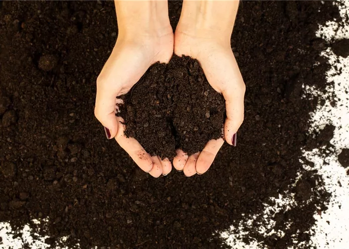 Die richtige Zimmerpflanzenerde für den Urban Jungle finden