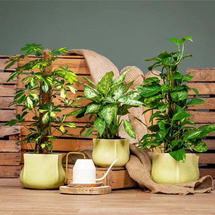 Lit et balcon, plantes d'intérieur