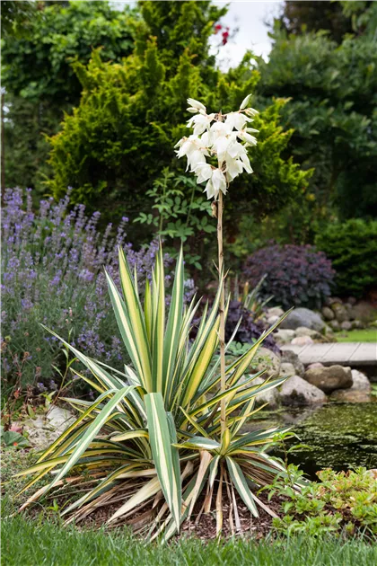 Yucca filamentosa, Fdige Palmlilie | RICOTER Erdaufbereitung AG